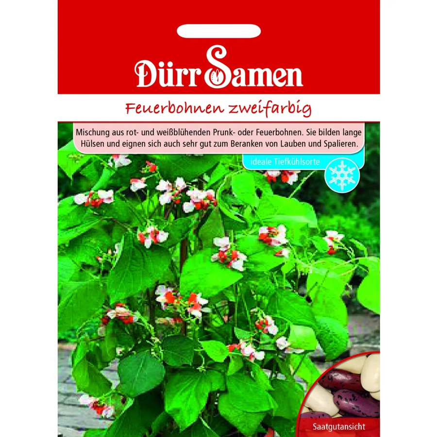 Dürr Zweifarbige Feuerbohnen Saatgut - Bild 2