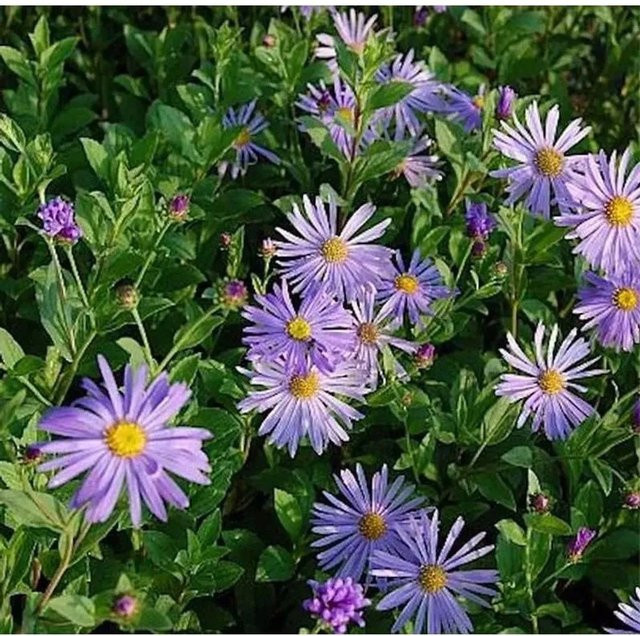 Aster frikartii Berg Aster Mönch, lila mehrjährige Pflanze für den Außenbereich - Bild 1