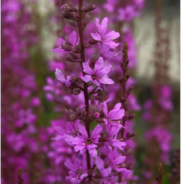 Blutweiderich Lady Sackville Lythrum salicaria lila Staude für Garten und Naturgärten - Bild 1