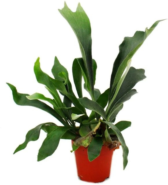 Exotenherz Platycerium Bifurcatum Geweihfarn Zimmerpflanze im 12cm Topf - Bild 1