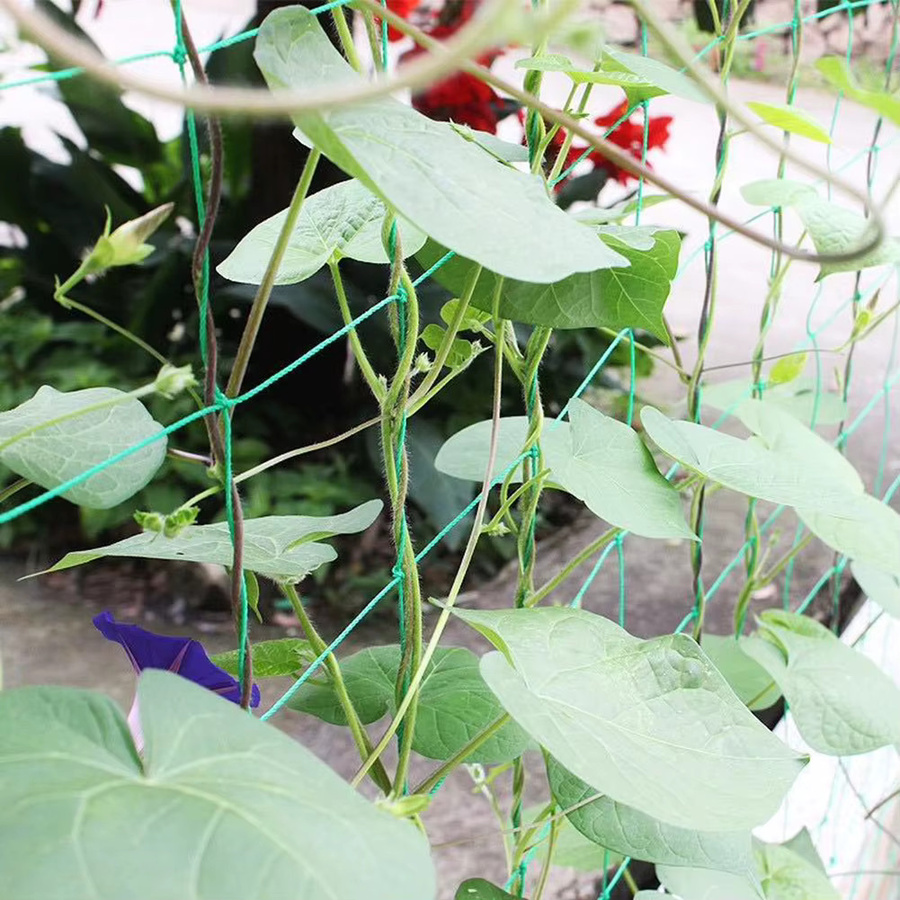 ALLOYSEED Klettergitter Rattan Netz in Grün als Verschleißfeste Rankhilfe für Gartenpflanzen und Gemüse wie Gurken und Wassermelonen - Bild 3