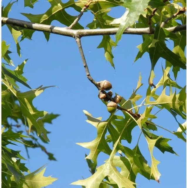 Kleinwüchsige Sumpfeiche Swamp Pygmy Quercus palustris für deinen Garten, grün - Bild 1