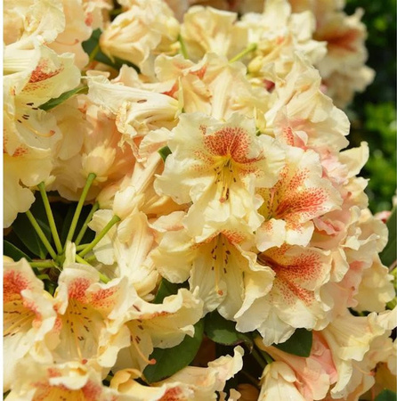 INKARHO Rhododendron Peggy Alpenrose, großblumiger Zierstrauch in Pink, 30-40 cm