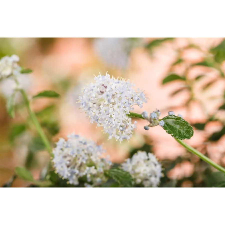 Ceanothus Thyrsiflorus Repens Kriechender Kalifornischer Flieder von Pflanzen für dich, Höhe: 40–60 cm - Bild 2