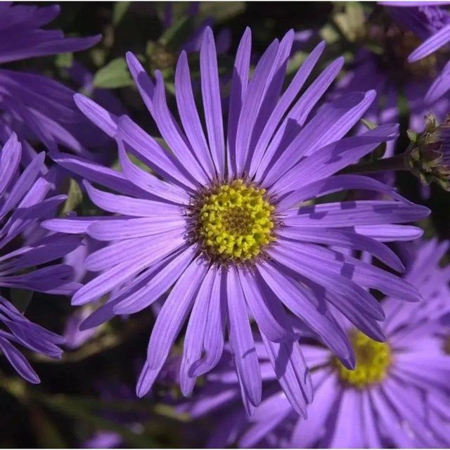 Sommeraster Aster amellus in Lila als mehrjährige Pflanze für Naturgarten und Steingarten - Bild 1