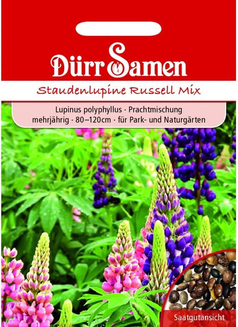 Dürr Staudenlupine Prachtmischung Mehrjähriges Saatgut für Bauerngärten und Naturgärten - Bild 1