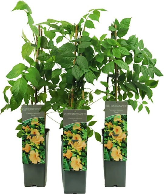 Campsis Trompetenblume Flava Goldgelb Kletterpflanze von GROW by OBI, Höhe: 40 - 60 cm - Bild 1