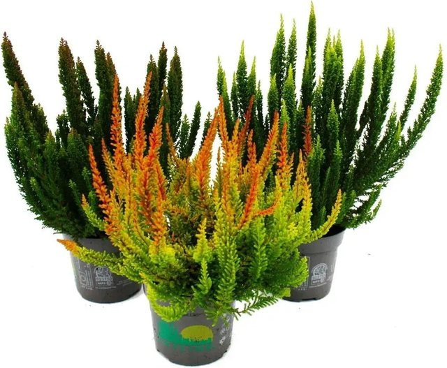 Exotenherz Calluna Green Nature Set mit 3 verschiedenen winterharten grünen Besenheiden im 11cm Topf - Bild 1