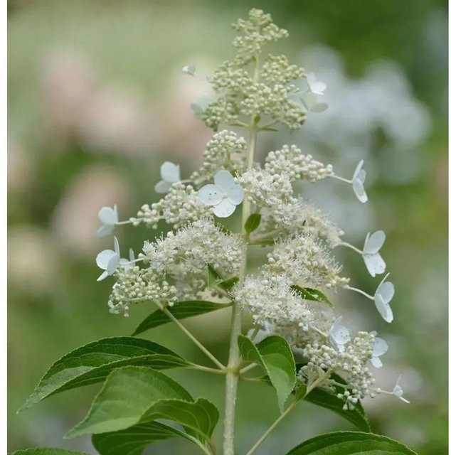 Rispenhortensie Kyushu Hydrangea paniculata weiß, Höhe: 100-125 cm - Bild 1