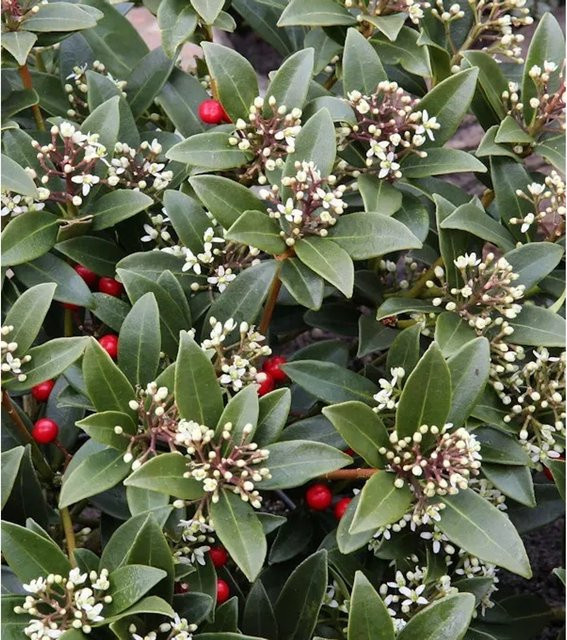 Skimmia japonica Veitchii Japanische Skimmie, grün, Höhe: 30-40 cm - Bild 1