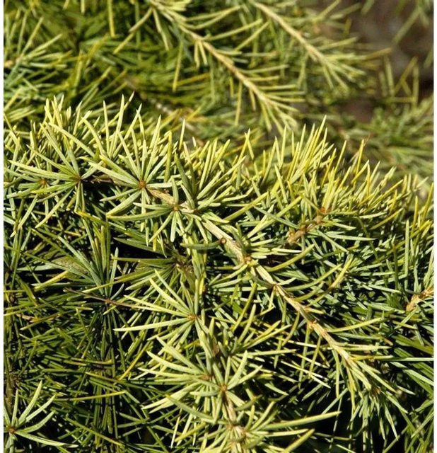 Himalaya Zeder Golden Horizon Cedrus deodara Konifere in Gelb und Grün, Höhe: 50-60 cm - Bild 1