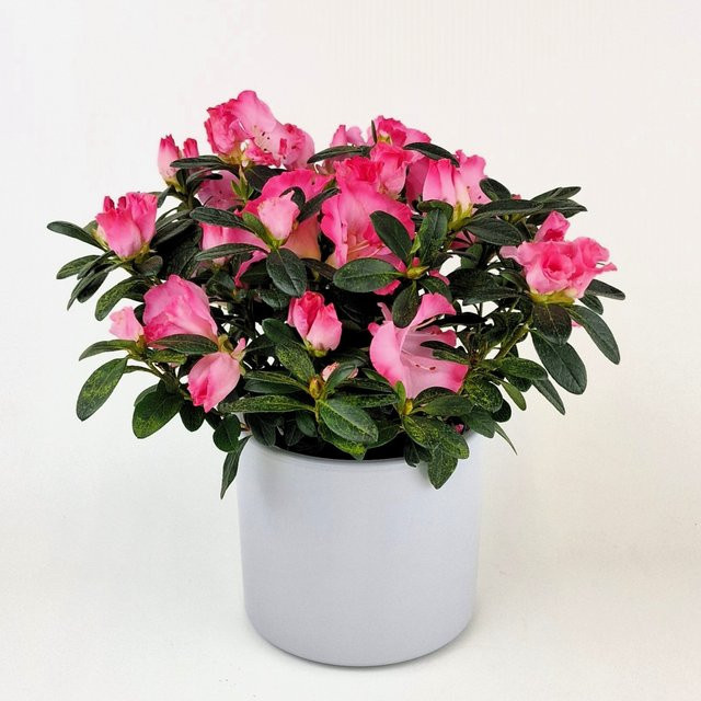Blühende Azalee im Keramiktopf in Pink von Blumenversand Edelweiß - Bild 1