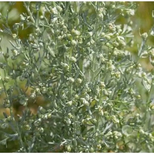 Strand Beifuß Artemisia maritima grüne mehrjährige Pflanze von Nr-01.de - Bild 1