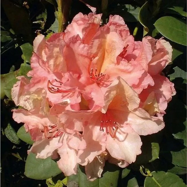 Großblumiger Rhododendron Brasilia Alpenrose in Pink von Nr-01.de (30-40 cm) - Bild 1