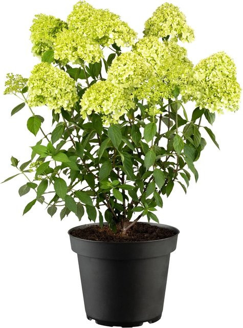 GROW by OBI Rispenhortensie Limelight Hydrangea paniculata, pflegeleicht - Bild 1