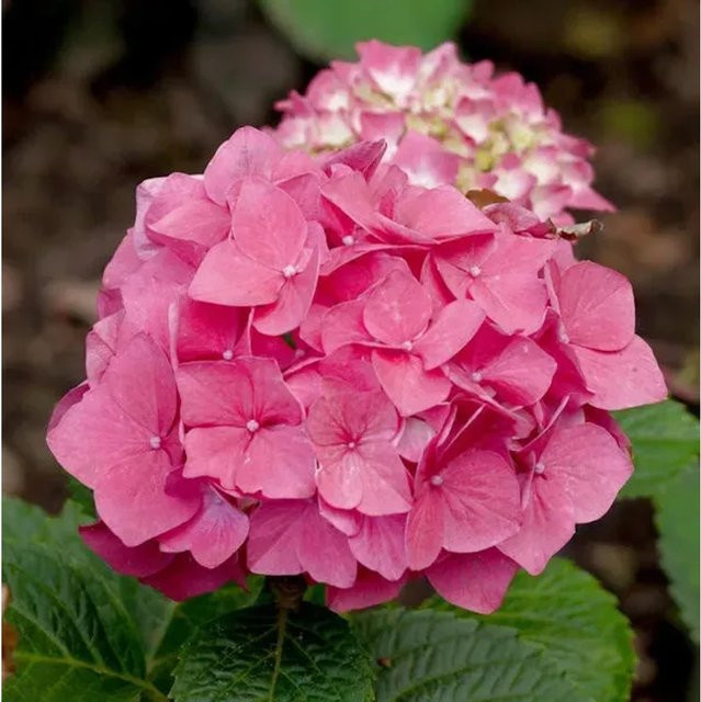 Bauernhortensie Red Baron Hydrangea macrophylla in Rot von Nr-01.de - Bild 1