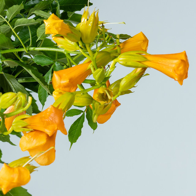 Trompetenblume Campsis radicans Summer Jazz Gold von BLUME2000 als Kletterpflanze für Garten, Fassaden, Pergolen, Balkon und Terrasse - Bild 1