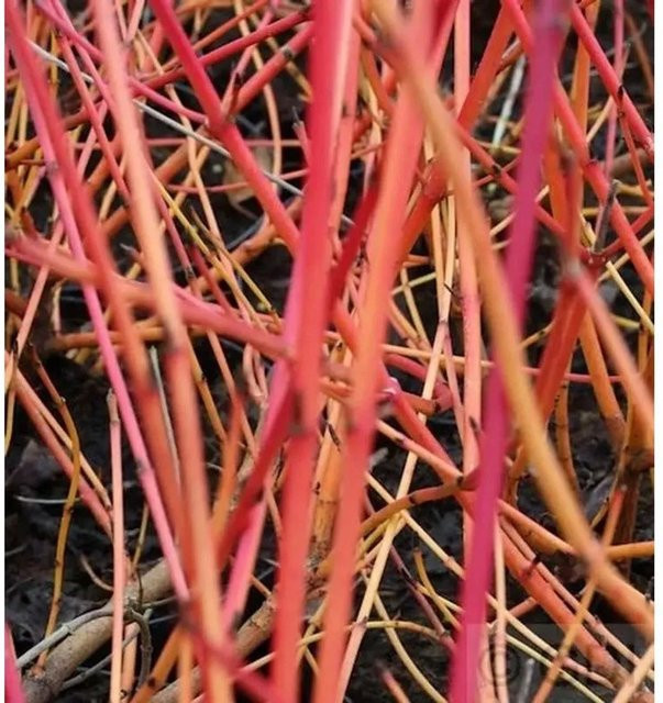 Orangerindiger Hartriegel Annys Winter Orange Cornus sanguinea, Höhe: 40-60 cm - Bild 1