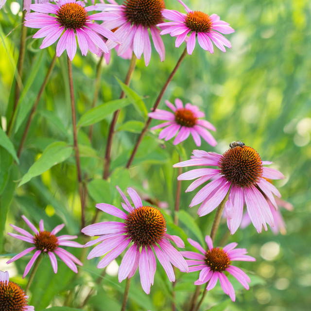 3er Set Echinacea purpurea Sonnenhut von BLUME2000 als mehrjährige Staude für Staudenbeete, Bauerngärten und Steingärten - Bild 1