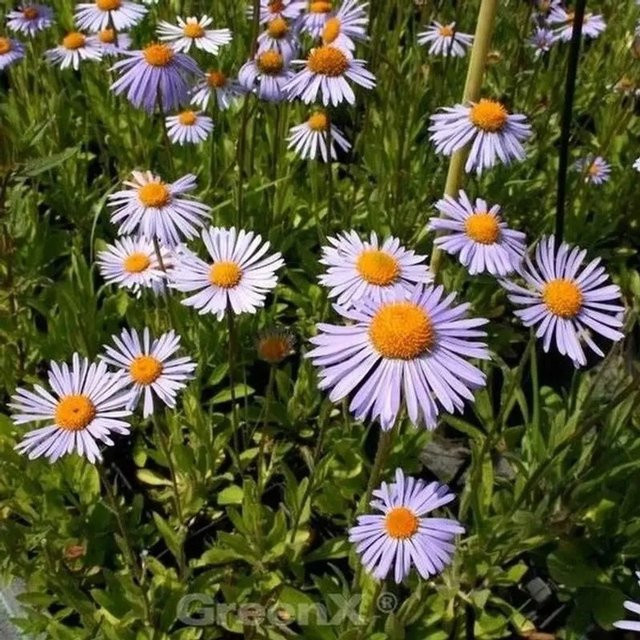 Aster dumosus Kissenaster Silberteppich lila Bodendecker Stauden von Nr-01.de - Bild 1