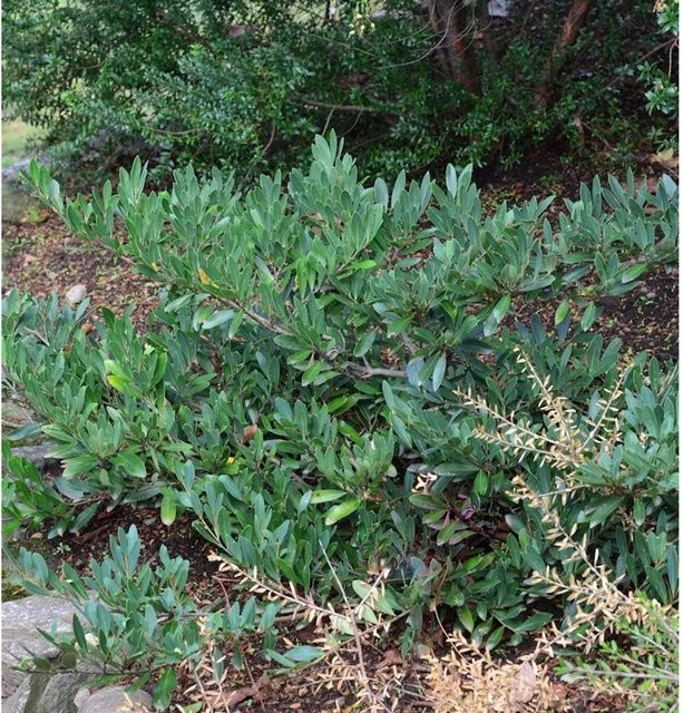 Distylium Blue Cascade Zweigriffel Strauch in Blau und Grün, Höhe: 80-100 cm - Bild 1