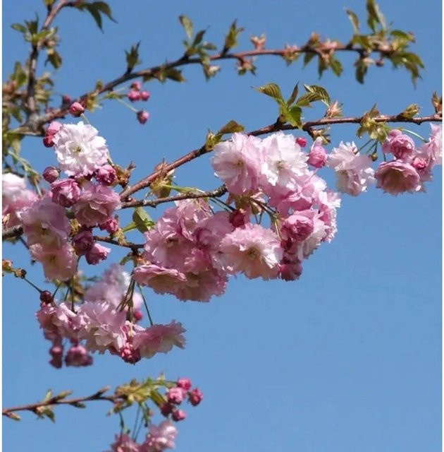 Nelkenkirsche Prunus serrulata Blutrote Nelkenkirsche für den Garten, Höhe: 80-100 cm - Bild 1