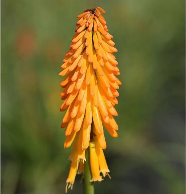 Kniphofia uvaria Fackellilie Mango Popsicle orange Stauden Beetpflanze - Bild 1