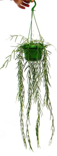 Exotenherz Hoya Linearis Wachsblume Zimmerpflanze als Hängepflanze in Grün und Weiß, Topfgröße: 12 cm - Bild 1