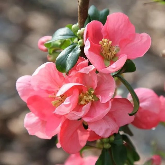 Arborix Zierquitte Pink Lady Chaenomeles superba in Rosa, fruchttragender Zierstrauch im Container, Höhe: 30 bis 40 cm - Bild 1