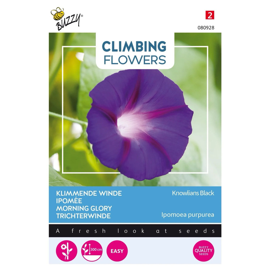 Arborix Prunkwinde Knowlians Black Buzzy Kletterpflanze mit dunklen Blüten, 2 g Samen - Bild 2