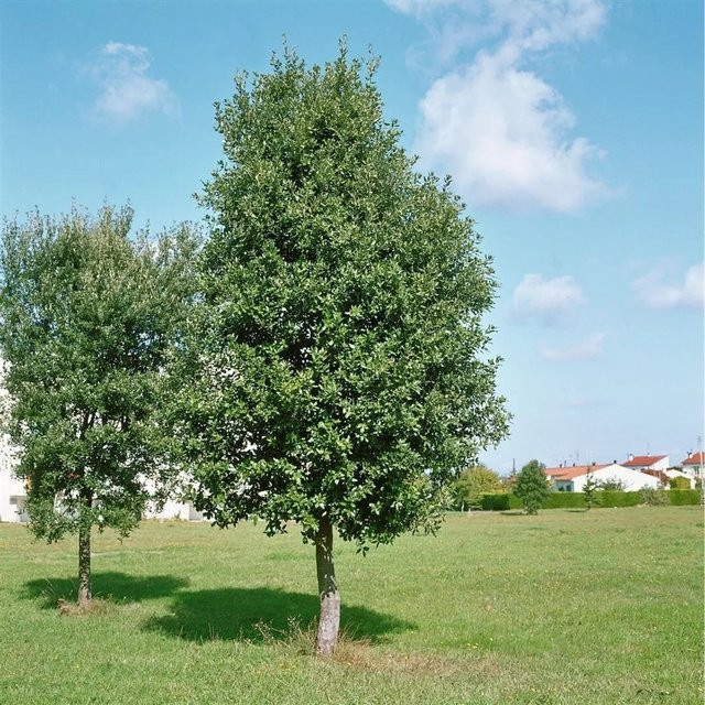 Quercus Ilex Steineiche Immergrün als Heckenpflanze oder Baum, Höhe: 80–100 cm - Bild 1