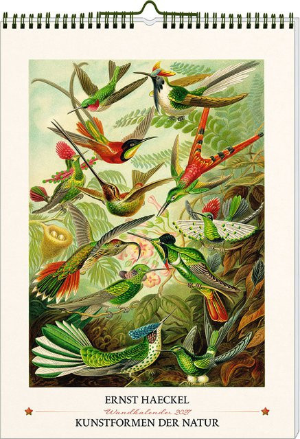 Wandkalender 2027 Ernst Haeckel Kunstformen der Natur Multicolor B: 42,0 cm, H: 12,0 cm - Bild 1