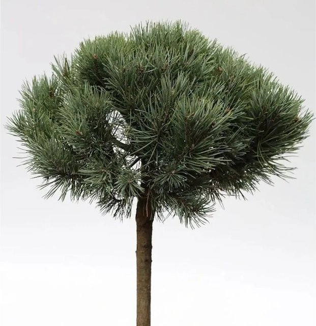 Nr-01.de Silberkiefer Pinus sylvestris Hochstamm in Silberblau und Grün, Höhe: 40-60 cm - Bild 1