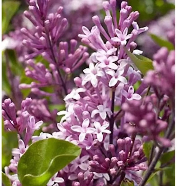 Syringa meyeri Zwergflieder Palibin in Purple, Höhe: 40-60 cm - Bild 1