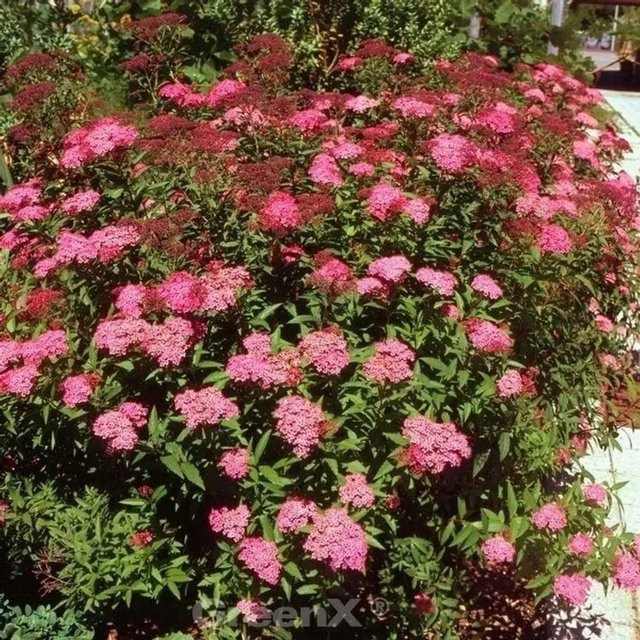 Roter Sommerspierstrauch Darts Red Spiraea japonica von Nr-01.de, Höhe: 30-40 cm - Bild 1