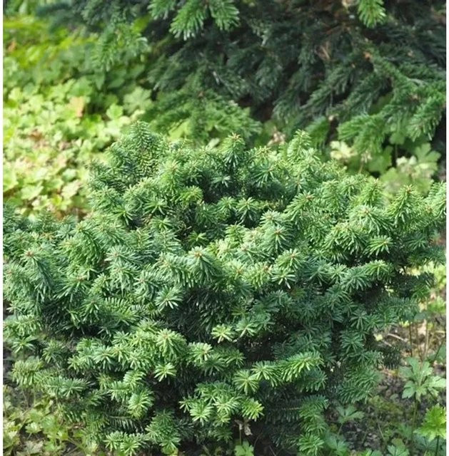 Zwerg Balsam Tanne Abies balsamea grün, Höhe: 30-40 cm - Bild 1