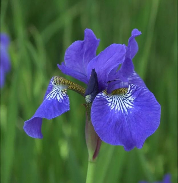 Sibirische Wieseniris Elfe Iris sibirica in Blau für deinen Garten - Bild 1