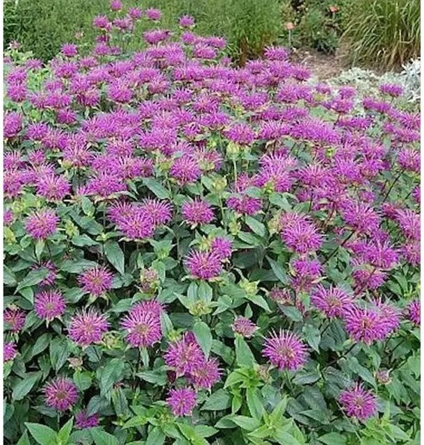 Monarda fistulosa Indianernessel Blaustrumpf als mehrjährige Staude in Blau und Violett für Rabatten und Staudenbeete - Bild 1