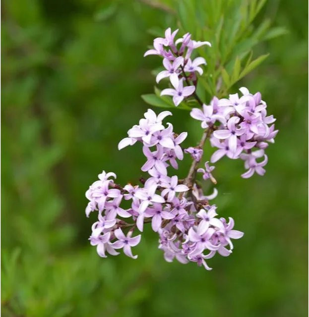 Persischer Flieder Syringa persica Laciniata in Lila, Höhe: 30-40 cm - Bild 1