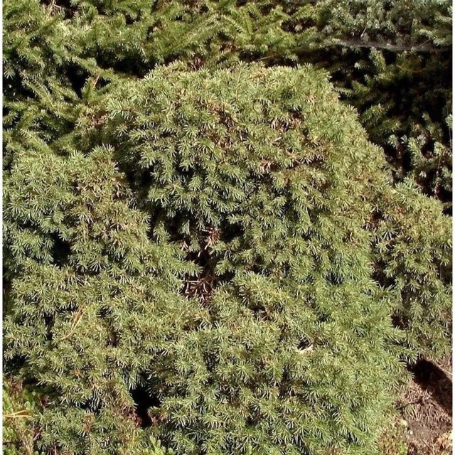 Nr-01.de Igel Fichte Picea abies, grün, Höhe: 30-40 cm - Bild 1