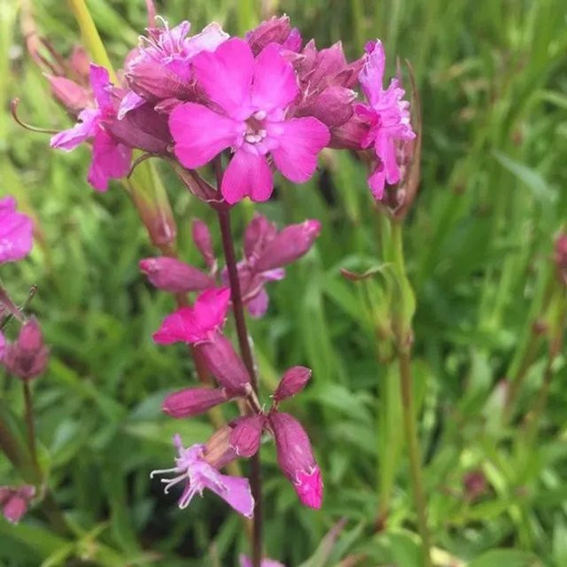 6er Set Arborix Pechnelke Splendens Lychnis viscaria als Beetrandpflanze in 9cm Töpfen, Farbe Pink/Rot - Bild 1