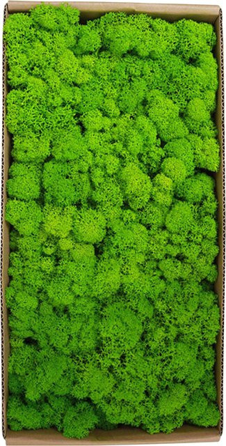 Qiilu Konserviertes Moos in Grün als Dekorative Wanddekoration und Requisite für Micro Gardening und Fensterkästen - Bild 1