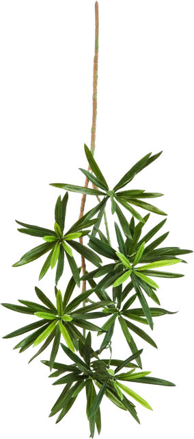 Künstlicher Podocarpus Zweig Aplanta in Grün, Höhe: 53 cm - Bild 1