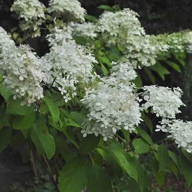 Rispenhortensie Phantom Hydrangea paniculata von Arborix mit großen weißen und rosa Blüten, Container-Pflanze, 40 bis 50 cm Höhe - Bild 1