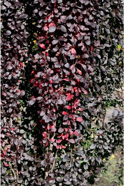 Berberis Thunbergii Red Pillar Säulen-Berberitze Rotlaubig, 25–30 cm - Bild 1