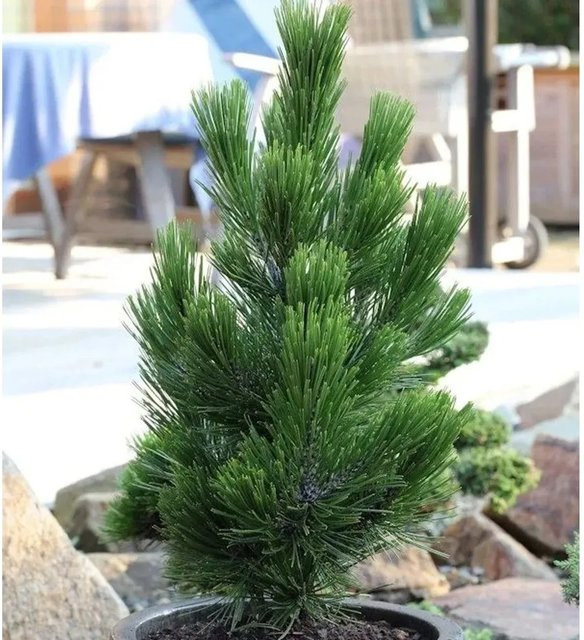 Helmers Zwerg Schlangenhautkiefer Little Dracula Pinus leucodermis, grün, 20-25 cm - Bild 1