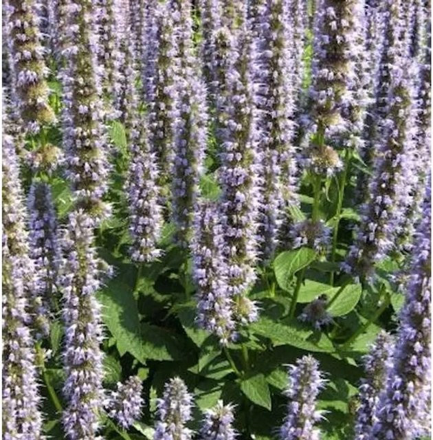 Mexikonessel Agastache foeniculum lila Gewürz- und Teepflanze als mehrjährige Gartenpflanze im Topf - Bild 1