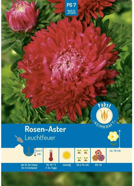 Pabst Keimkraft Rosen Aster Leuchtfeuer Saatgut für Beete und Rabatten - Bild 1