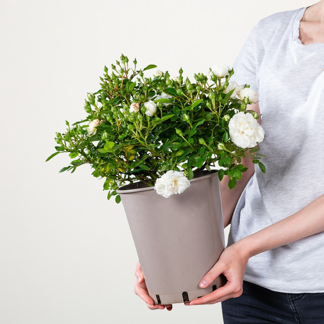 Zwergrose White Babyflor® von BLUME2000 in Rosa - Bild 1