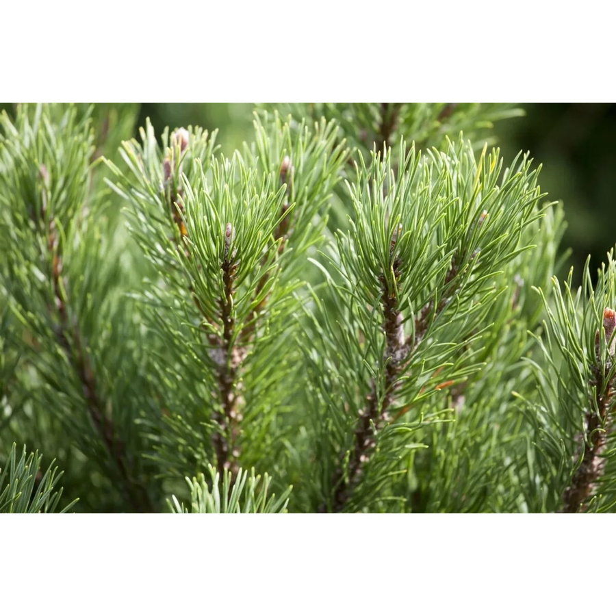 Pinus Mugo Carstens Wintergold Bergkiefer Goldgelb als Zierstrauch und Koniferen-Pflanze für den Garten - Bild 2
